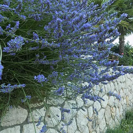 Apartament Tinka Brseč