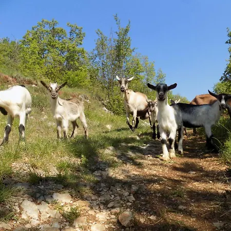 Tinka * Brseč