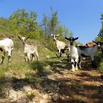 Tinka * Brseč